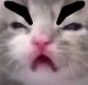 grey_catGrumpy