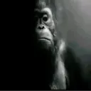 macaco