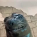 seal_smile