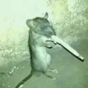 2026smokingrat