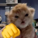 2299catmeme24