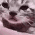 CH_CatCry animated emote - 𝒯𝐻𝐸 𝑀𝒪𝐵