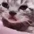 CH_CatCry