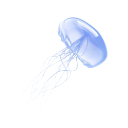 :31978bluejellyfish: