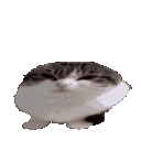 :catboing:
