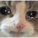 <:crying:1533093179442597970>