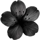 blackflower_sweets