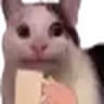 cat_sip