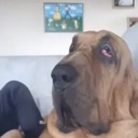 olddoggo custom emote - ARC Mercenaries