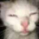 GoofyAhCat