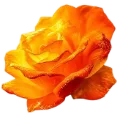 orange_rose