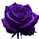 purple_heart