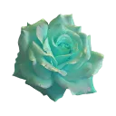 cyan_rose