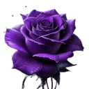violet_rose