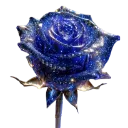 blue_rose