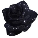 black_rose