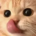CatLick2