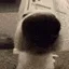 dogsniff
