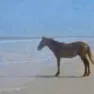 TIC_aug_horsemanocean