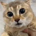 Como