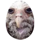 REACTION_wegg_owl