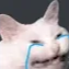 :cat_cry: