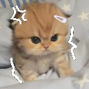 :angerycat:
