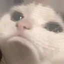 Sadkitty