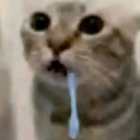 :gato_dawn2: