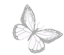 2300flutteringbutterfly2