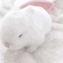 bunny_cute