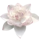 3_petal