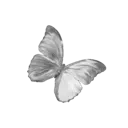 a_6butterfly