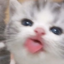 tee_GatoBlep Discord emoji