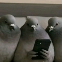 Three pigeons standing close together while looking intently at a smartphone screen.