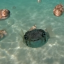 A group of pufferfish with wide, unblinking eyes staring directly at the camera underwater.