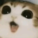 Cat with wide black pupils and an open mouth looking surprised.