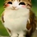 Cat with teary eyes and blushing cheeks looking emotional and happy.