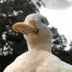ducky