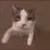 Chat_bisous_oslo