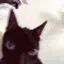 MUcat_demon