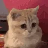 catNOD
