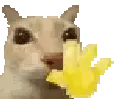 catwave