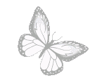 0white_butterfly