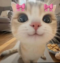A close-up of a kitten with wide eyes and pink bows on its ears looking at the camera.