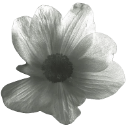 petalflower2