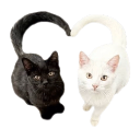 :802462catheart: