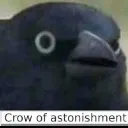 crow