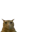 catstareleft