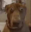 terrified
